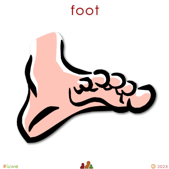 w00204_01 foot