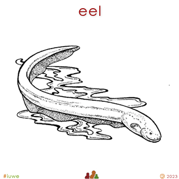 w01642_01 eel