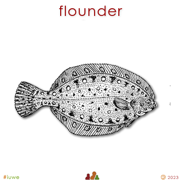 w01696_01 flounder