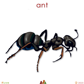 w01438_01 ant