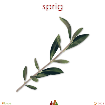 z32437_01 sprig