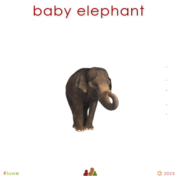 w01689_01 baby elephant