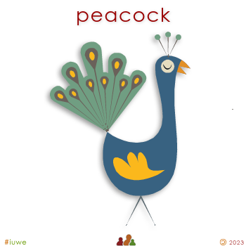 w00475_01 peacock
