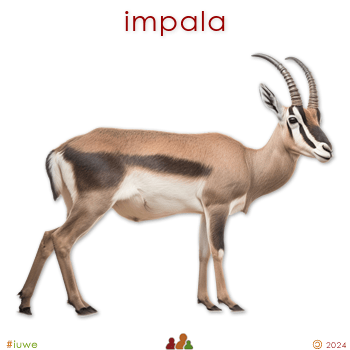 w33981_01 impala