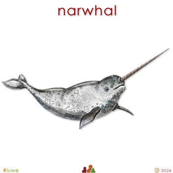 w33970_01 narwhal