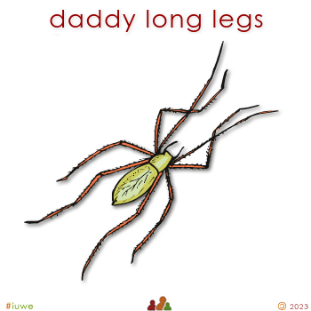 w03199_01 daddy long legs