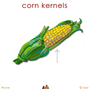 w01434_01 corn kernels