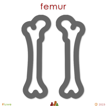 w31822_01 femur