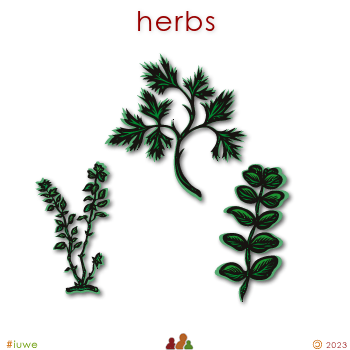 w00870_01 herbs