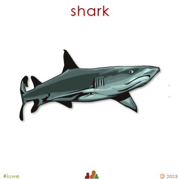 w00398_01 shark