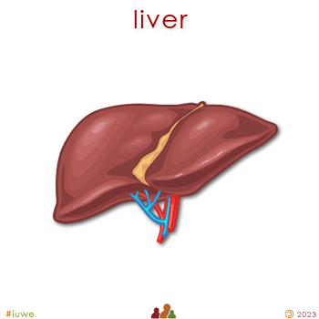 w01526_01 liver