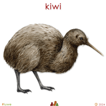 w00899_01 kiwi