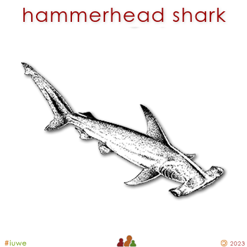 w01700_01 hammerhead shark