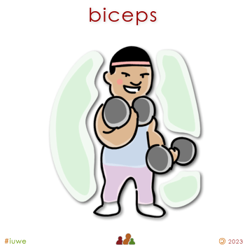 w02524_01 biceps