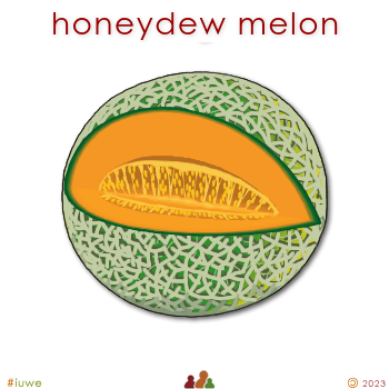 w01760_01 honeydew melon