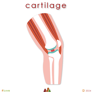 w33987_01 cartilage