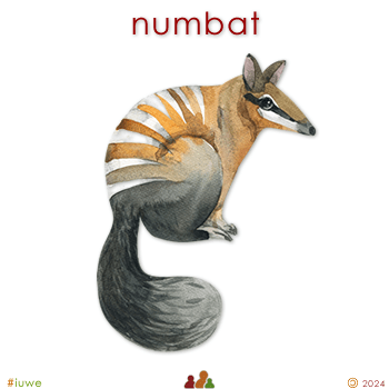 w33971_01 numbat