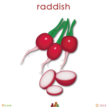 w03228_01 raddish