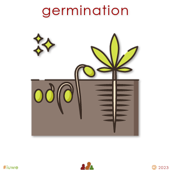 w33117_01 germination