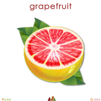 w01429_01 grapefruit