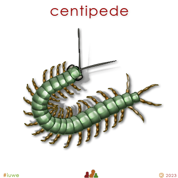 w03246_01 centipede