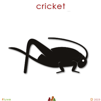w02131_02 cricket