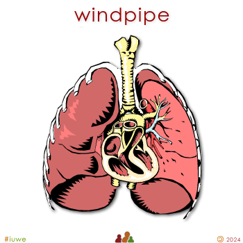 w01940_02 windpipe