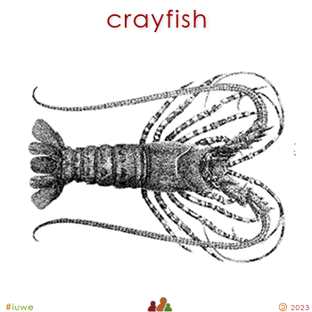 w01695_01 crayfish
