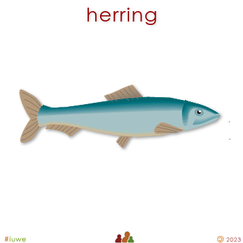 w01702_01 herring