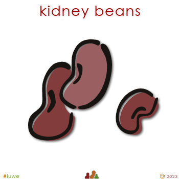 w03153_01 kidney beans