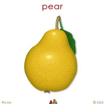 w01383_01 pear