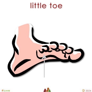 w01524_01 little toe