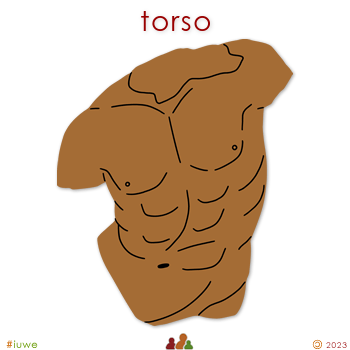 z32549_01 torso