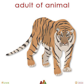 w02468_01 adult of animal