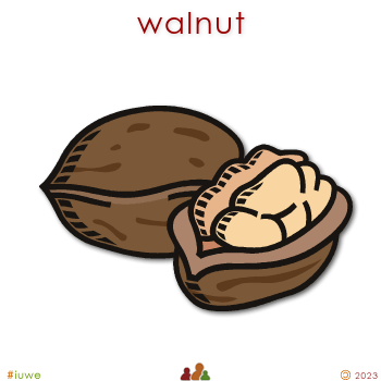 w02163_01 walnut