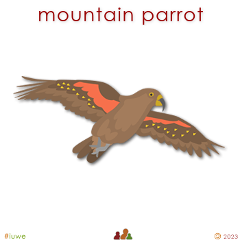 w03318_01 mountain parrot