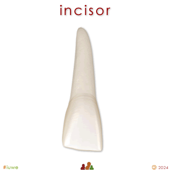 w33998_01 incisor