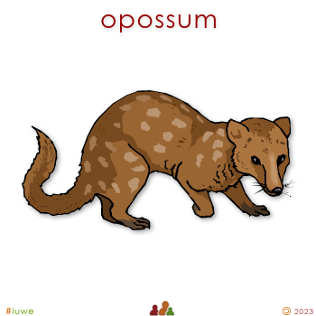 w01704_01 opossum