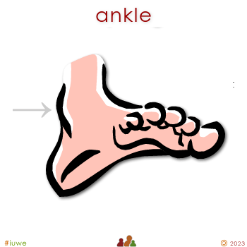 w01128_01 ankle