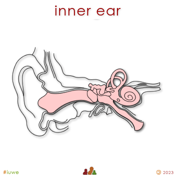 w01516_01 inner ear