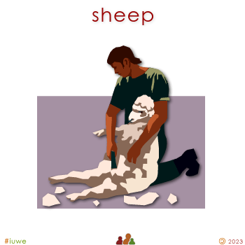 w00329_01 sheep
