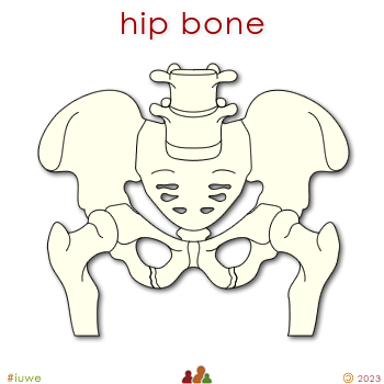 w02020_01 hip bone