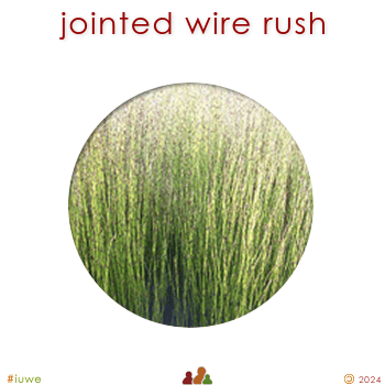 w02309_01 jointed wire rush