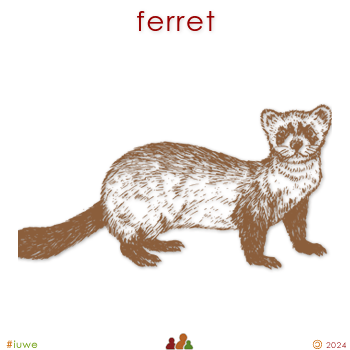 w14489_01 ferret