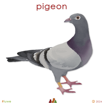 w33980_01 pigeon