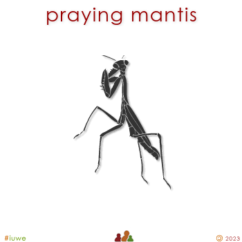 w00597_01 praying mantis