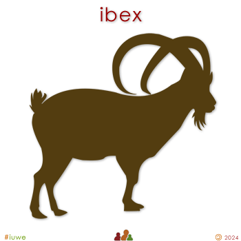 w33982_01 ibex