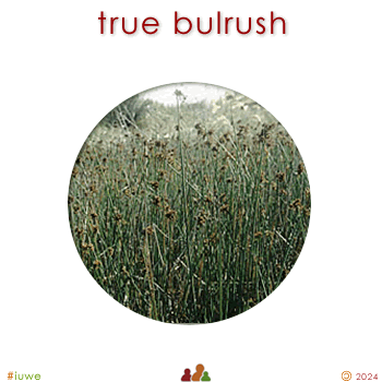 w02283_01 true bulrush