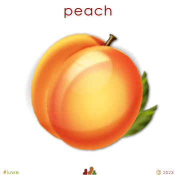 w02152_01 peach