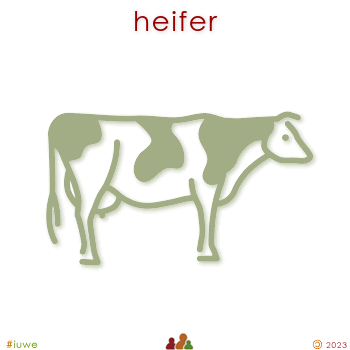 w02266_01 heifer